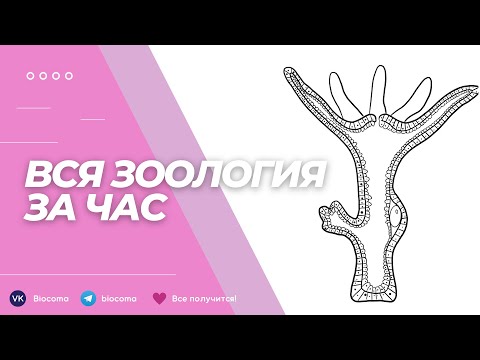 ВСЯ ЗООЛОГИЯ ЗА ЧАС | Биология ЕГЭ 2023 | Biocoma