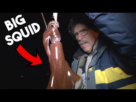 Catching BIG SQUID at NIGHT on Jigs (PIER FISHING)