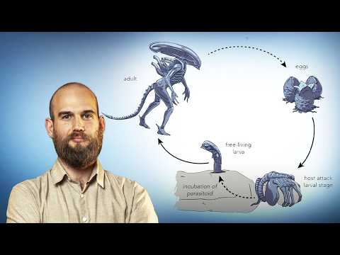 Alien Biology. The Life Cycle