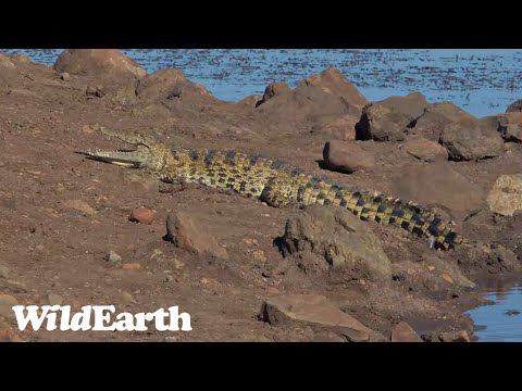 A hot day in the African bush