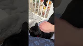 チャンスを逃さず撫でられに来る甘えん坊な黒猫