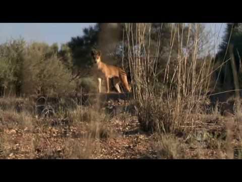 Dingo: Wild Dog At War
