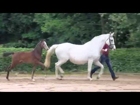 KN 04 SF v. Cabachon - Cassini I