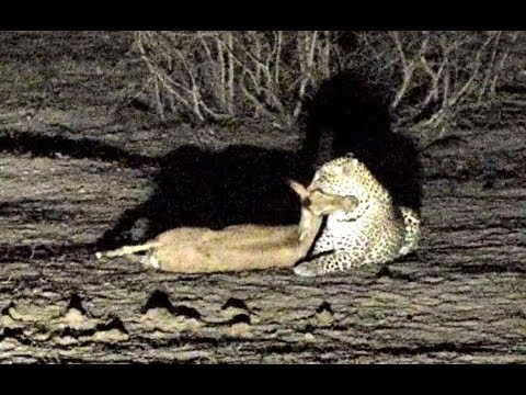 Leopard catches Impala at Djuma. 21 November 2018