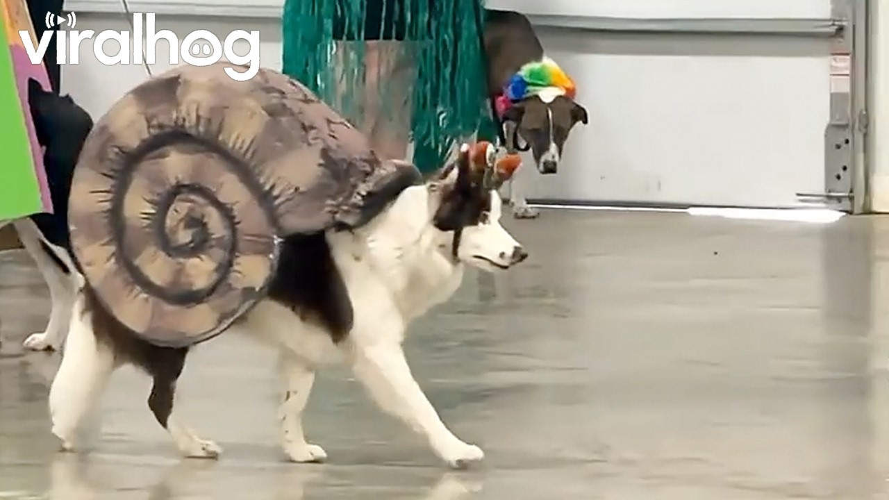 Border Collie Shows Off Her Slow Walk in Foam Snail Costume || ViralHog