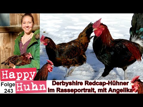 , title : 'Redcap-Hühner aus England, im Rasseportrait bei HAPPY HUHN - E 243 - Derbyshire redcap chickens'