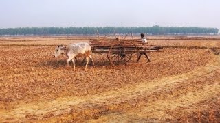 Agriculture and Santhal Community