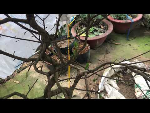 Làm sao để nhận biết cây mai vừa lên chậu có sức sống mạnh mà không cần xài thuốc thêm ☎️0939963998