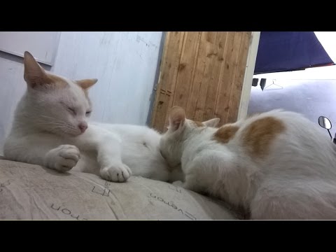 Pregnant mother cat still nursing her big kitten ♥ I love animals so much ♥ Lu An and Meow Meow