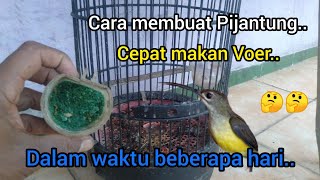 Download lagu Cara Membuat Pijantung Cepat Makan Voer..!!🐦🐦 2022 mp3