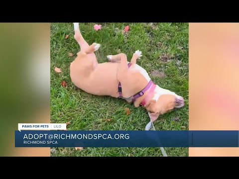 Paws for Pets: Lilo, a sweet, calm, affectionate pup who loves attention - YouTube