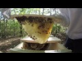 Top Bar Hive D 12 Evidence Of Queen