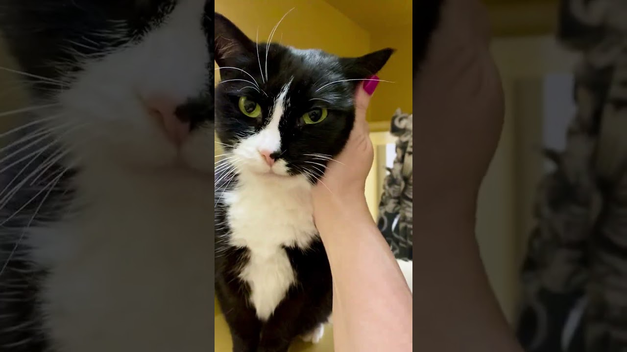 Enlarge Mama and Funny Nose (Bonded Pair), a ADOPTABLE Domestic Short Hair in Woburn, MA video 2/5