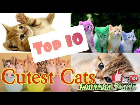 😍Cutest Cats😻😻🤩🤩 Top Ten - 10