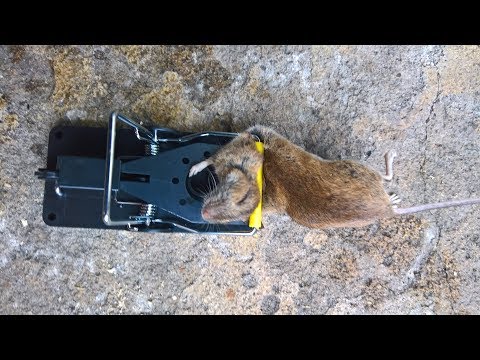 How to Use Big Cheese Mouse and Rat Bait /Attractant