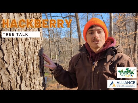 Tree Talk: Hackberry