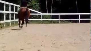 preview picture of video 'The Perfect Chip- 2007 AQHA gelding'