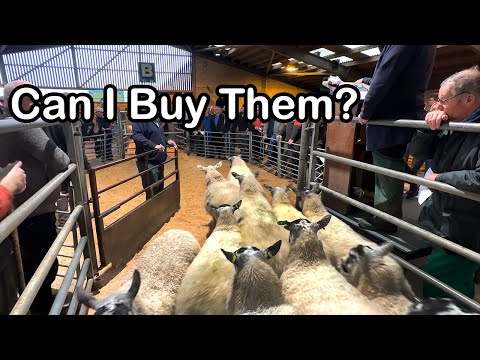 , title : 'I WANT TO BUY THESE SHEEP... but so does everyone else!'