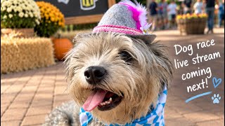 Welcome to Dogtoberfest! 🍻🐶 