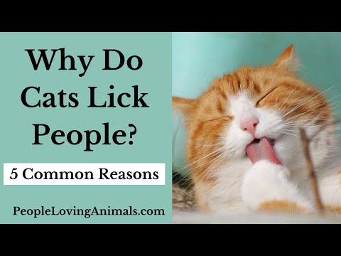 Why Do Cats Lick People?  5 Reasons Why Cats Lick Their Owners