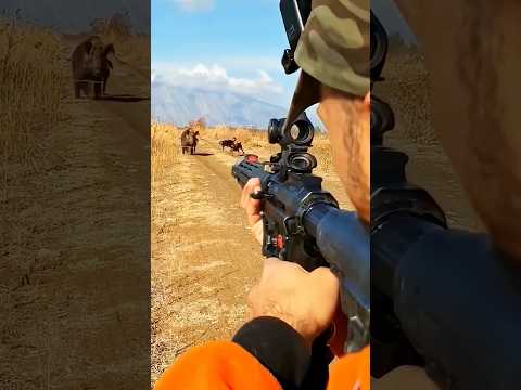 открытая местность и ближний бой с кабаном #chasse #hunting #wildboar #jabali #охота