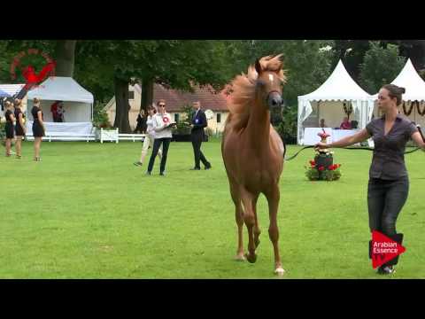 N.3 JB PERLINE - Scandinavian Open Championship 2017 - Novice Junior Mares (Class 23)