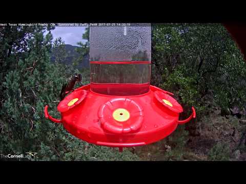 Immature Male Rivoli's Hummingbird Shows True Colors – July 25, 2017