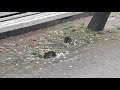 Rattenplaag op Eudokiaplein in Rotterdam