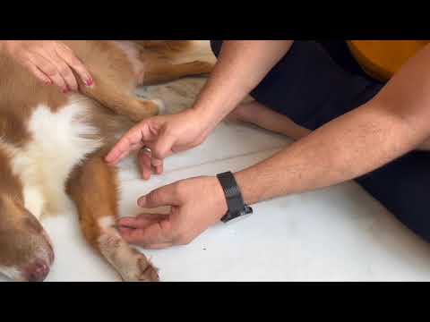 #Pericardium(PC) Meridian in Canine Acupressure ,#Dog #Acupuncture - Dr HEMANT SHARMA +918160088512