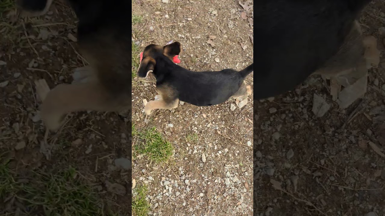 Wren, an adopted mixed breed in Union, CT video 5/5