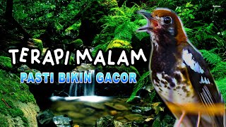 Download lagu TERAPI MALAM ANIS KEMBANG PASTI CEPAT GACOR, ANIS KEMBANG NGEPLONG DENGAN SUARA AIR mp3