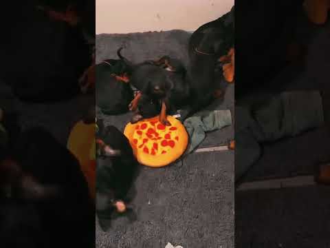 Dobermann Welpe kaufen
