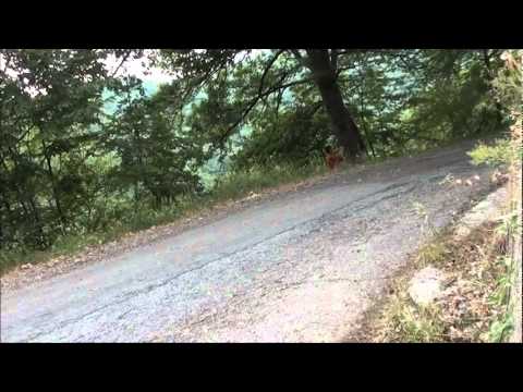 Test Prodrive Mini WRC Team   Dani Sordo