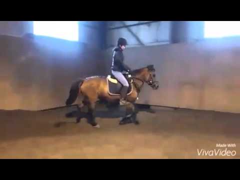 Trening Greta 22.11.2015 SKH Rzeszotary