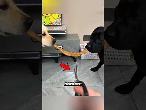 Dos Perros, Pero Tratados de Forma Muy Diferente 😭🐶