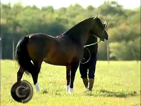 Cabanha Cala Bassa- Campeão é solto nas éguas!