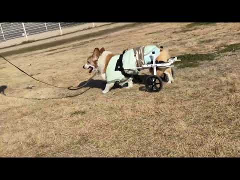 初めて犬用車いすに乗るコーギーの動画