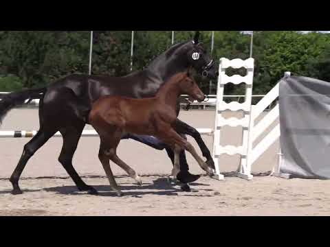 SF v  Vitalis   Bon Coeur