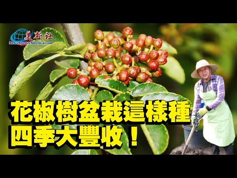 花椒種植