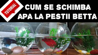 TUTORIAL 🐠 Cum se schimbă apa la peștii BETTA 🔴 Provizoriu❗până faceți rost de un acvariu cu fitru❗