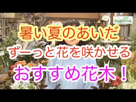 ブラックモウズイカ 植物