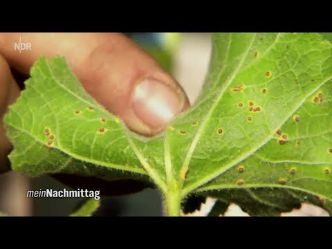 NDR Mein Nachmittag– So macht man Gartenschädlingen den Garaus