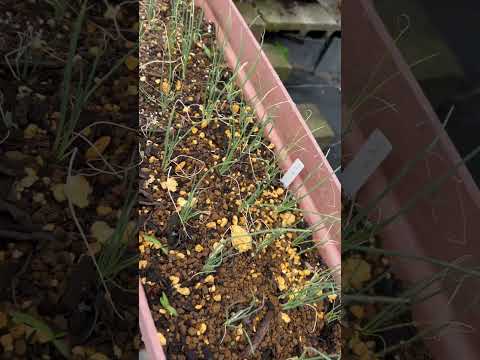 園芸 発芽した種子の成長