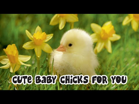 Animals Sounds (Chicks) | Baby Chicks Chirping Sounds Effects