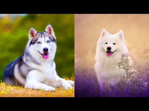 , title : 'Top 10 Most Beautiful Dog Breeds In The World'