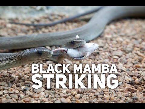 Black Mamba Striking