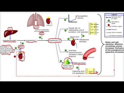 Renin Angiotensin Aldosterone System