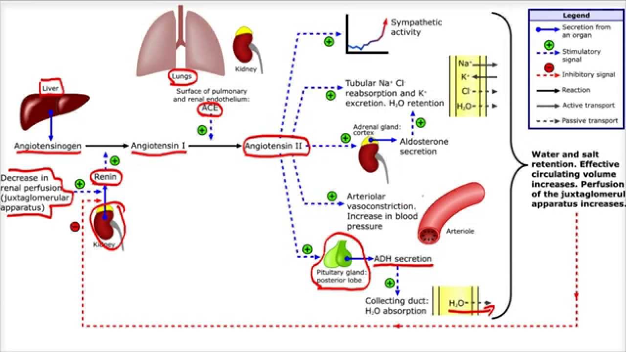 Sistema Renina Angiotensina Aldosterona