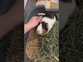 meet my nine Guinea pigs! #guineapig #guineapigcare #guineadad #pet #cute #cavy