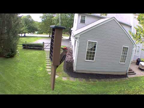2022-07-28 - Red-bellied woodpecker at suet feeder